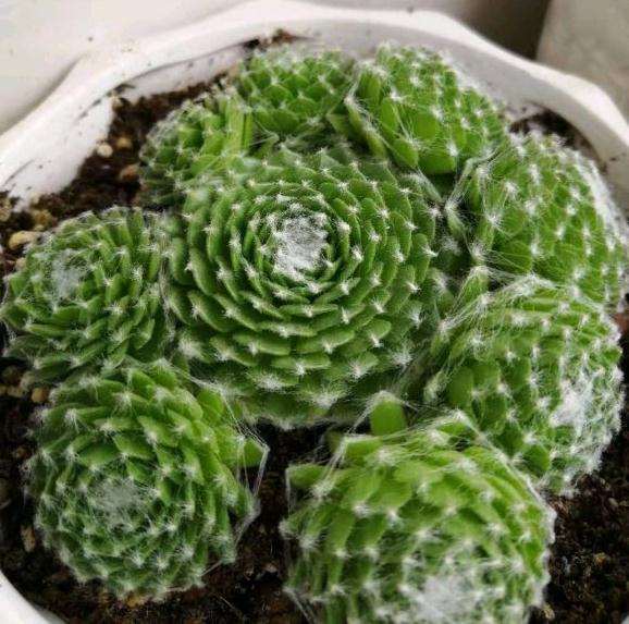 冬天可以养多肉在室外窗台吗