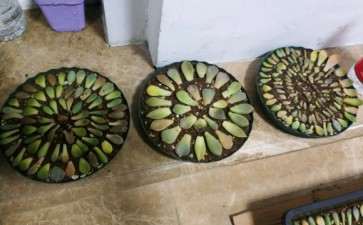 第一次这么叶插多肉 可以吗 求评价