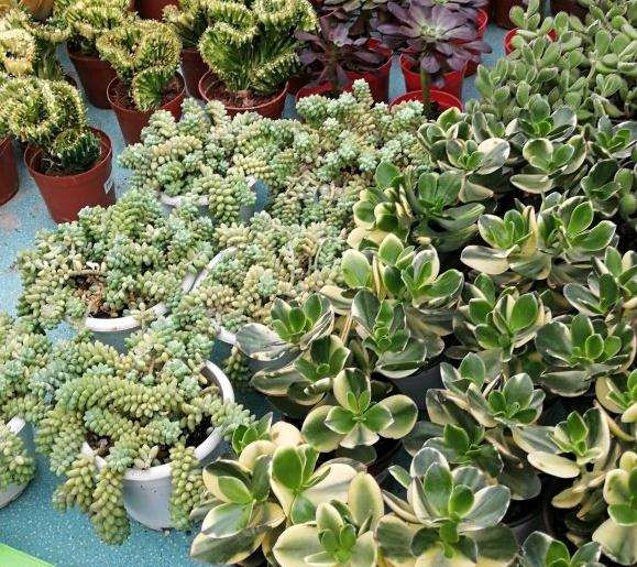 北京花乡花卉市场买多肉