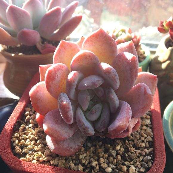 北京刮大风你们的多肉还好吗