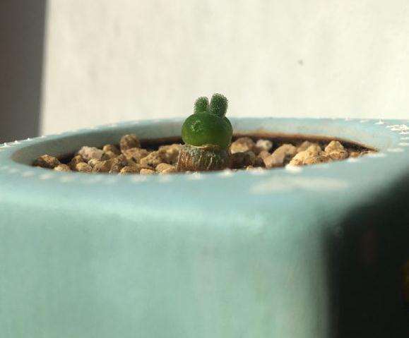 北京刮大风你们的多肉还好吗