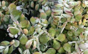 为什么多肉植物涨价了 怎么办 图片