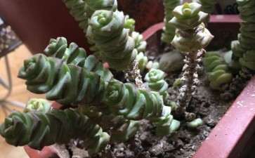 还是怎么回事 第一次养多肉 图片