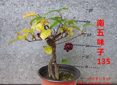 五味子盆栽怎么繁育栽培