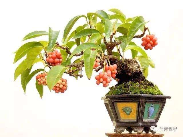 五味子盆栽怎么繁育栽培