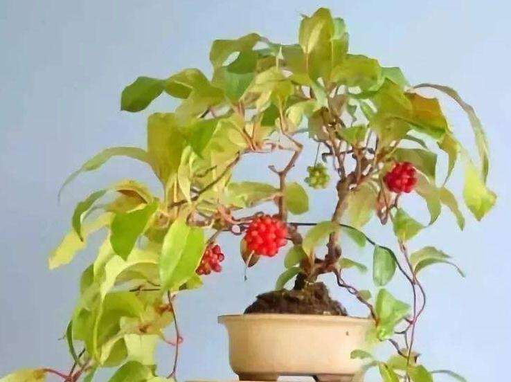 五味子盆栽怎么病虫害防治的方法