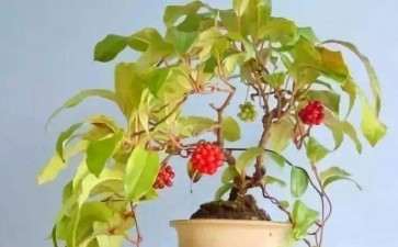 五味子盆栽怎么病虫害防治的方法