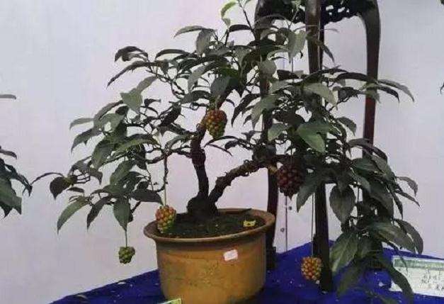 五味子盆栽怎么造景的方法