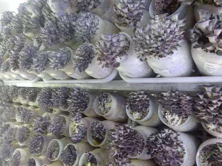 园林景观设计中盆栽食用菌的应用