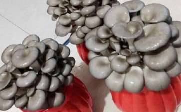 园林景观设计中盆栽食用菌的应用