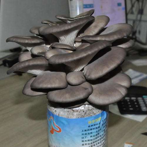 食用菌盆栽在园林景观设计中的应用