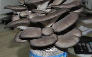 食用菌盆栽在园林景观设计中的应用