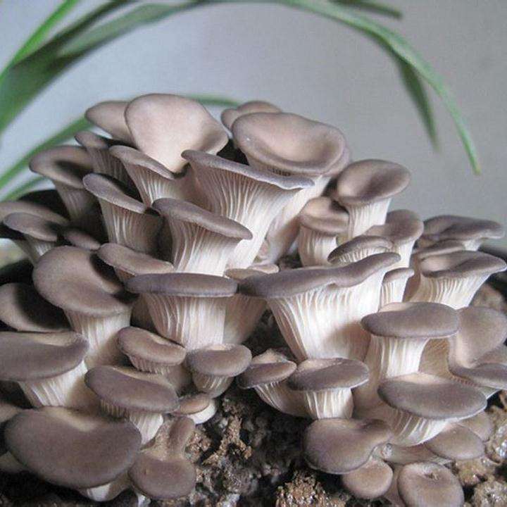 盆栽食用菌景观设计的3个模式