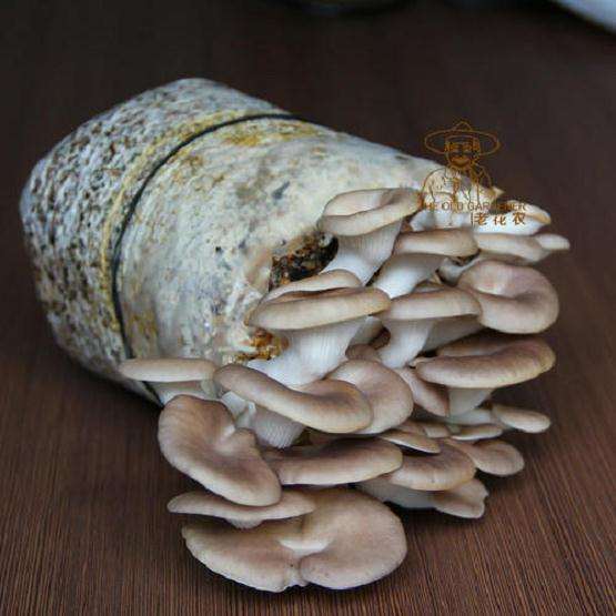 盆栽食用菌景观设计的3个模式
