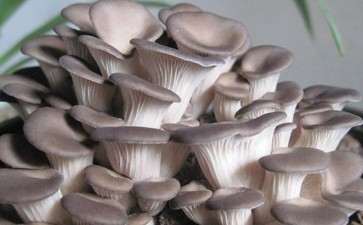 盆栽食用菌景观设计的3个模式