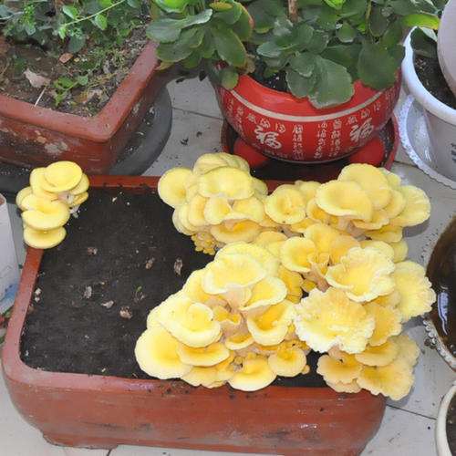 盆栽食用菌应用时注意