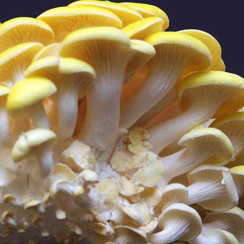 盆栽食用菌应用时注意