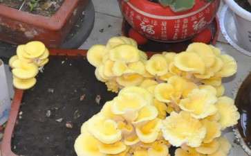 盆栽食用菌应用时注意2个要点