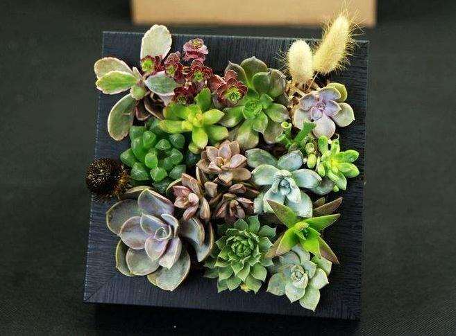 上海多肉是怎么度夏的 为什么总是死