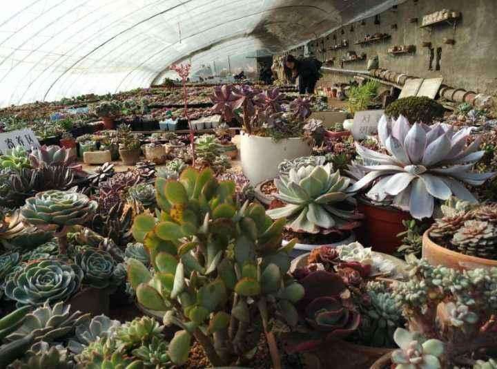 上海多肉是怎么度夏的 为什么总是死