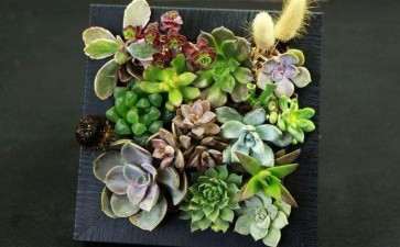 上海多肉是怎么度夏的 为什么总是死