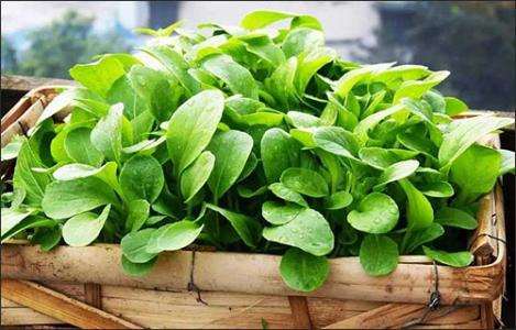 盆栽蔬菜有哪4个技术要点