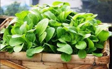 盆栽蔬菜有哪4个技术要点