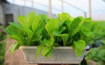 盆栽蔬菜病虫害怎么防治的2个方法