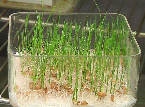 水稻田间试验与盆栽试验比较