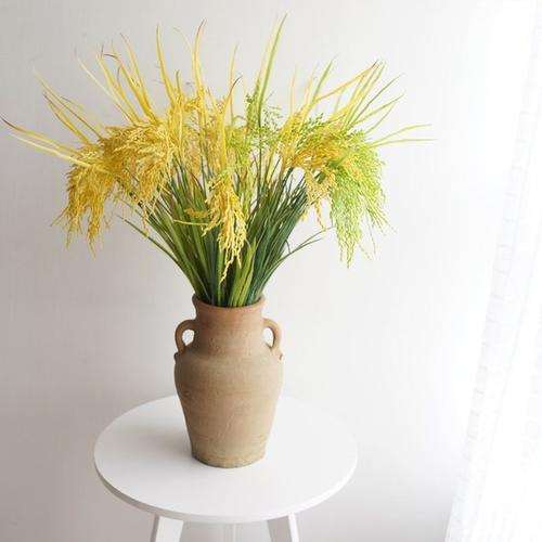 为什么水稻田间试验效果低于盆栽