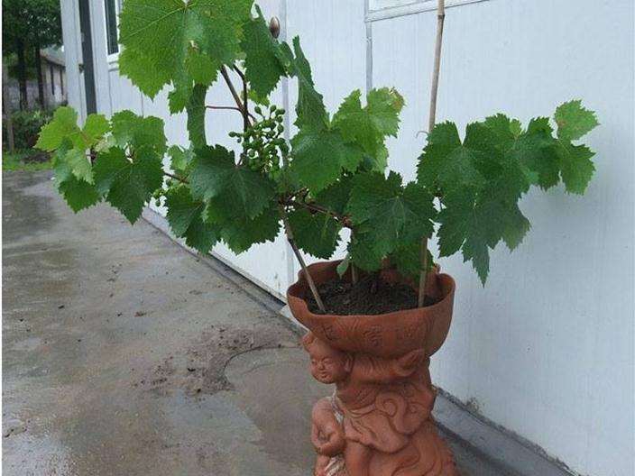 怎么制作家庭葡萄盆栽