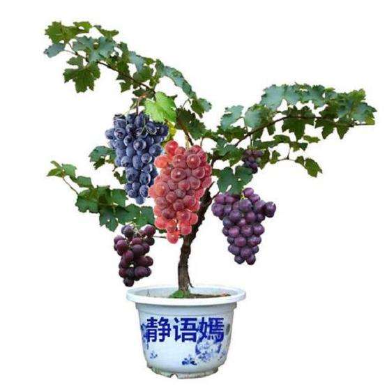 盆栽葡萄怎么栽培管理