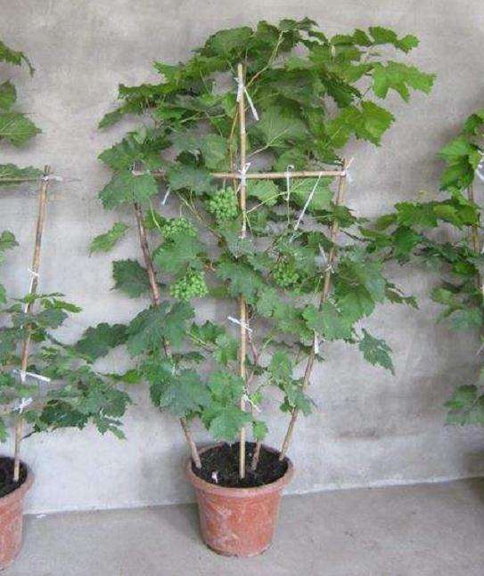 盆栽葡萄怎么栽培管理