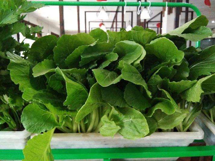 施用有机肥对小白菜盆栽土壤的9个影响