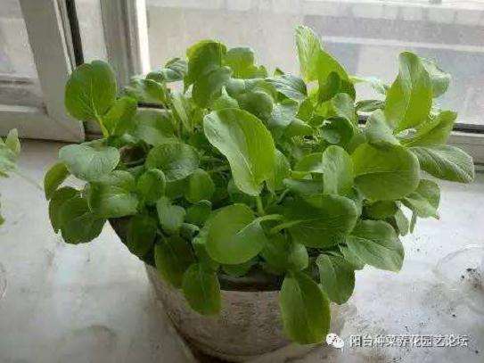 小白菜都可用于盆栽