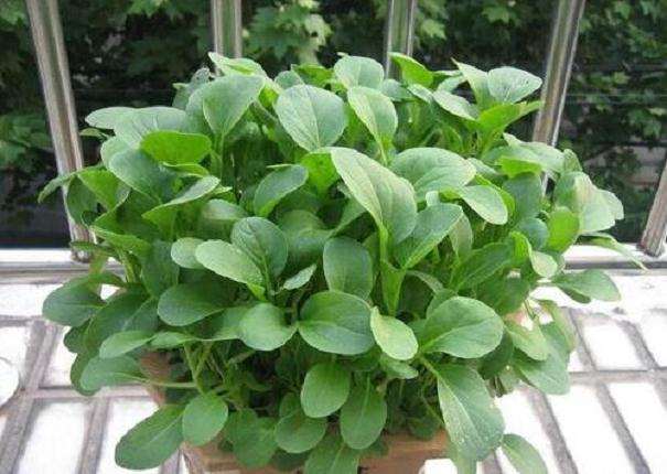 对小白菜盆栽和有机肥的研究