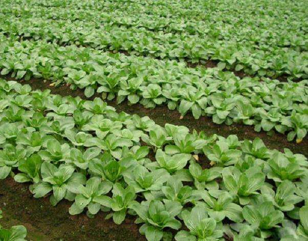 对小白菜盆栽和有机肥的研究