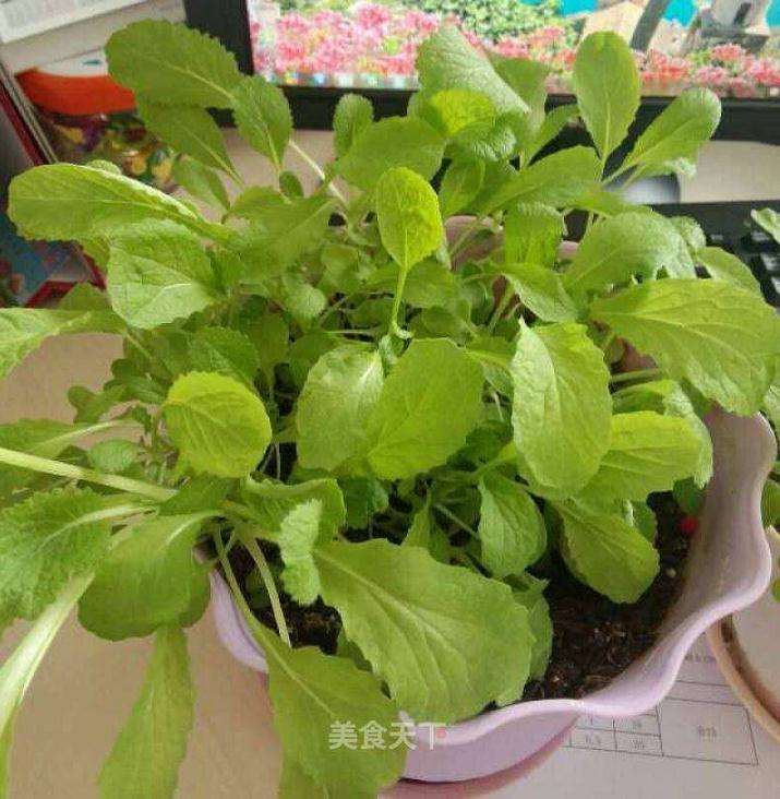 不同有机肥用量对小白菜盆栽有什么影响