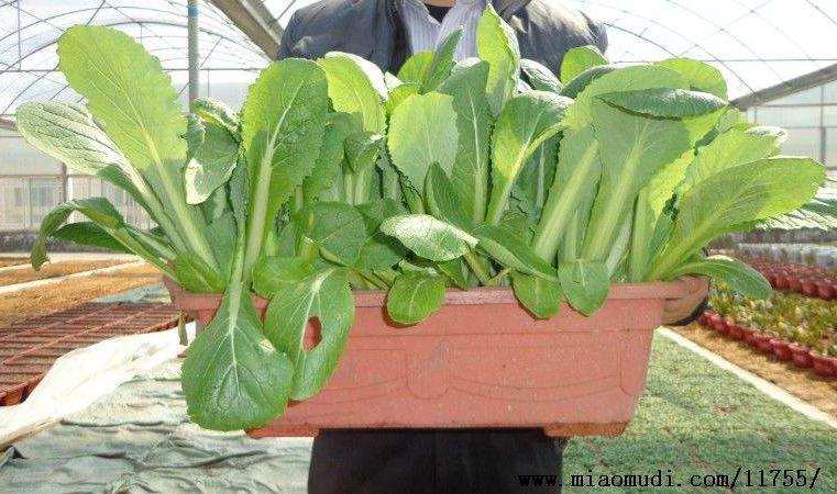 不同有机肥用量对小白菜盆栽有什么影响