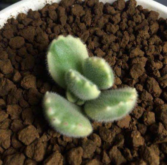 上海多肉入坑一年 对比图