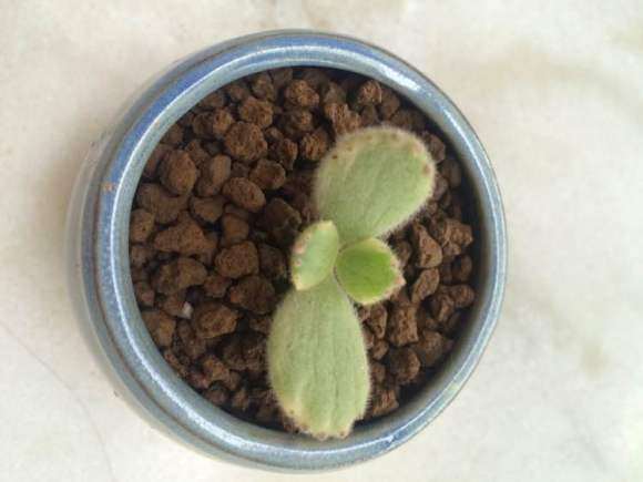 上海多肉入坑一年 对比图