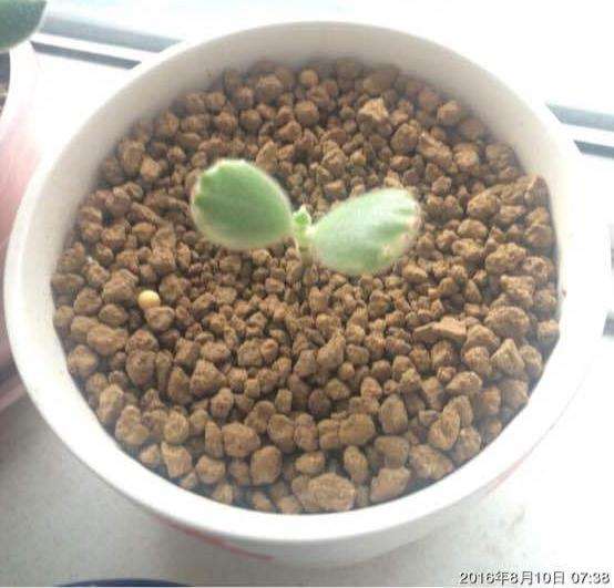 上海多肉入坑一年 对比图