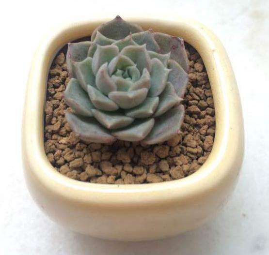 上海多肉入坑一年 对比图