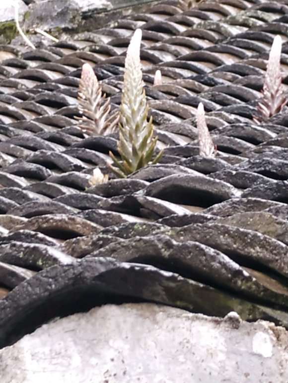 上海的新场古镇发现的多肉