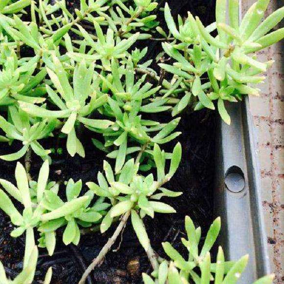 上海的多肉大棚地址哪里有