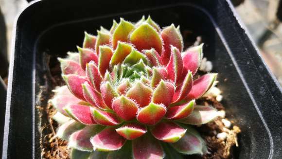 多肉露养一年前后的对比图