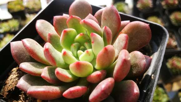 多肉露养一年前后的对比图