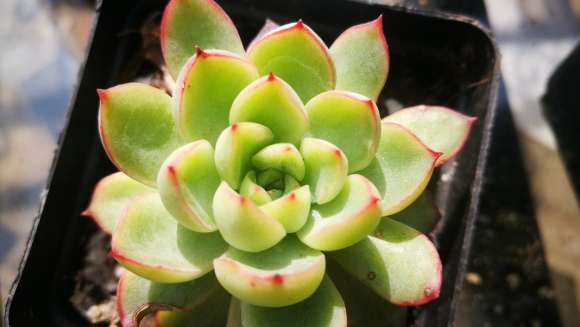 多肉露养一年前后的对比图