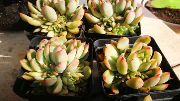 多肉露养一年前后的对比图