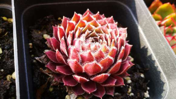 多肉露养一年前后的对比图